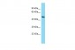Angpt2 Antibody - middle region